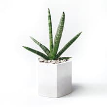 (預購) 白灰漸層系列 | 佛手虎尾蘭 稀有虎尾蘭 六邊形水泥植栽
