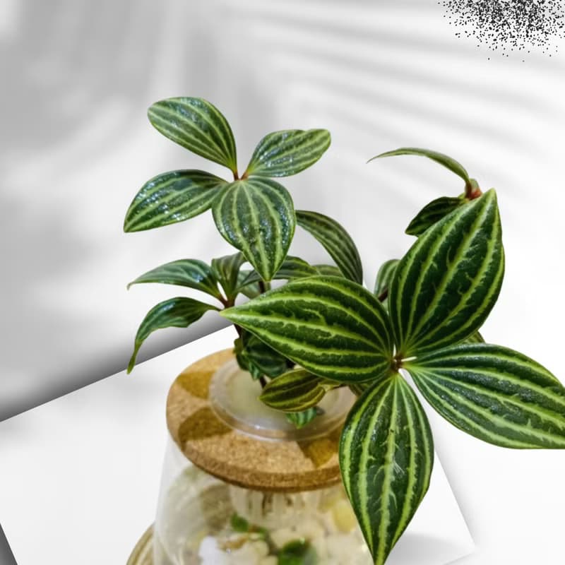 現貨 蕨美植栽 室內網美植栽辦公室水耕植栽-植物+弧形透明玻璃瓶