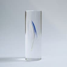 鳥類羽毛標本 虎皮鸚鵡 (藍色)