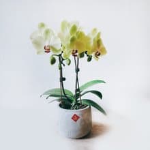 綠芥末 蘭花