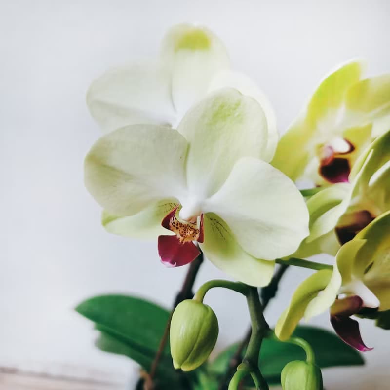綠芥末 蘭花