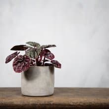 【室內盆栽】皺葉椒草盆栽 觀葉植物 盆栽 植栽 開幕送禮 送禮
