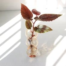 水培植栽│粉點秋海棠_室內植物  夢幻泡泡球玻璃瓶 辦公室盆栽