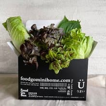 【防疫蔬菜箱】包肉生菜篇