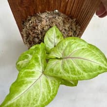 【白玉合果芋】植物上板 情人節禮物 生日禮物 觀葉植物 室內植物