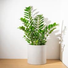 金錢樹水泥盆栽 落地盆栽 大盆栽 開幕送禮 喬遷禮物 植栽 盆栽