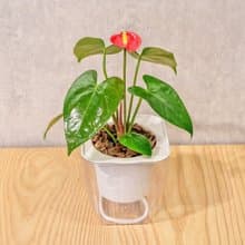 火鶴花 免澆水方形盆栽 室內植物 觀葉植物 禮物 盆栽 辦公室小物