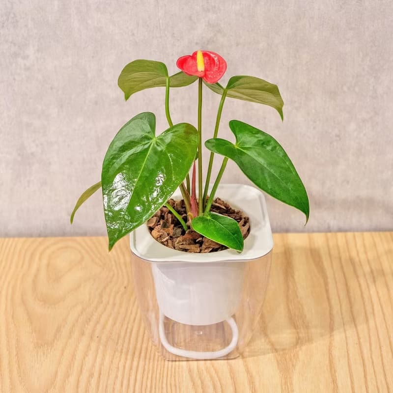 火鶴花 免澆水方形盆栽 室內植物 觀葉植物 禮物 盆栽 辦公室小物