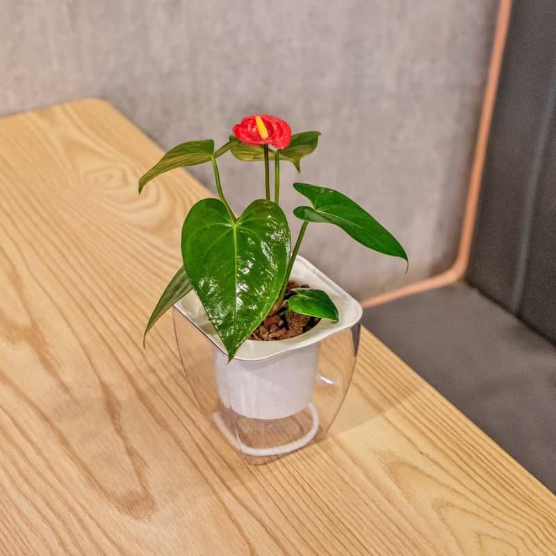 火鶴花 免澆水方形盆栽 室內植物 觀葉植物 禮物 盆栽 辦公室小物