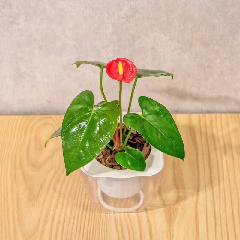 火鶴花 免澆水方形盆栽 室內植物 觀葉植物 禮物 盆栽 辦公室小物