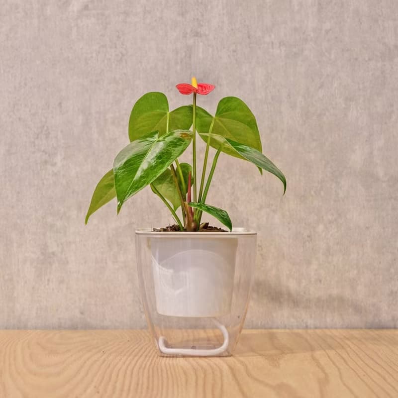 火鶴花 免澆水方形盆栽 室內植物 觀葉植物 禮物 盆栽 辦公室小物