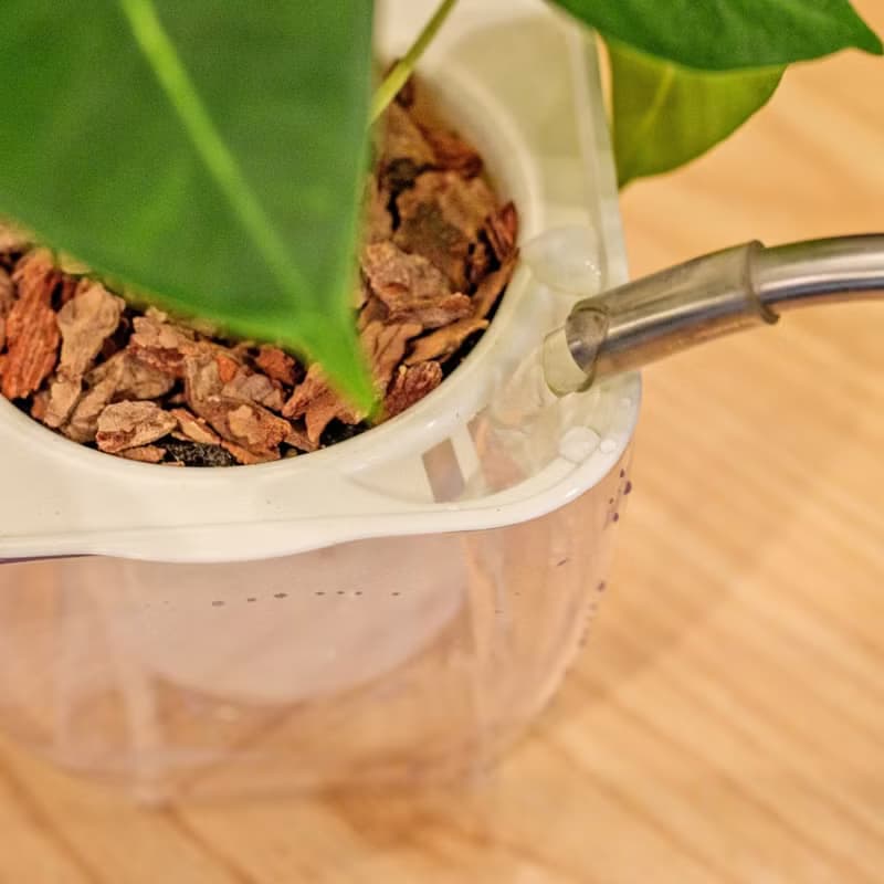 火鶴花 免澆水方形盆栽 室內植物 觀葉植物 禮物 盆栽 辦公室小物