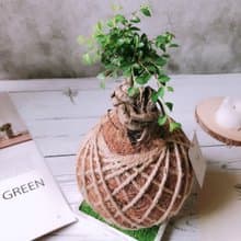 苔球 榆樹 植栽