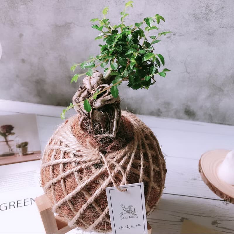 苔球 榆樹 植栽