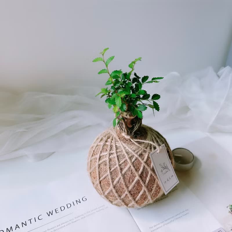 苔球 榆樹 植栽