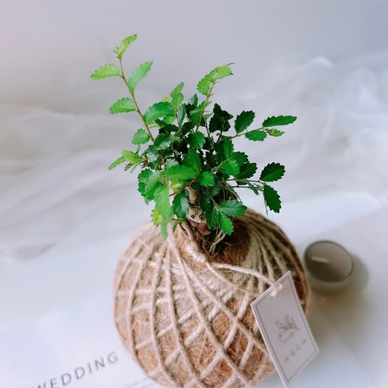 苔球 榆樹 植栽