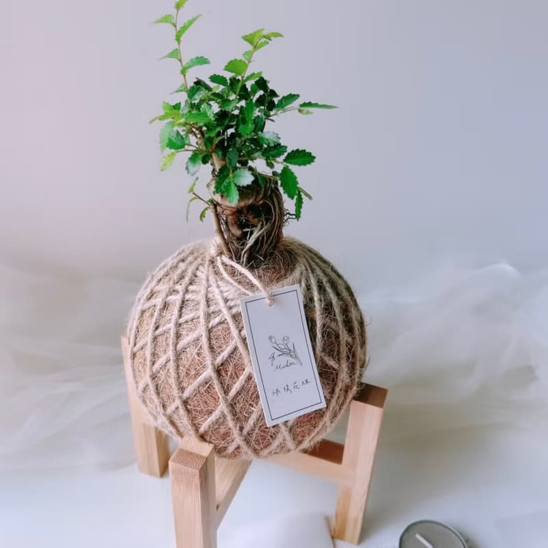 苔球 榆樹 植栽