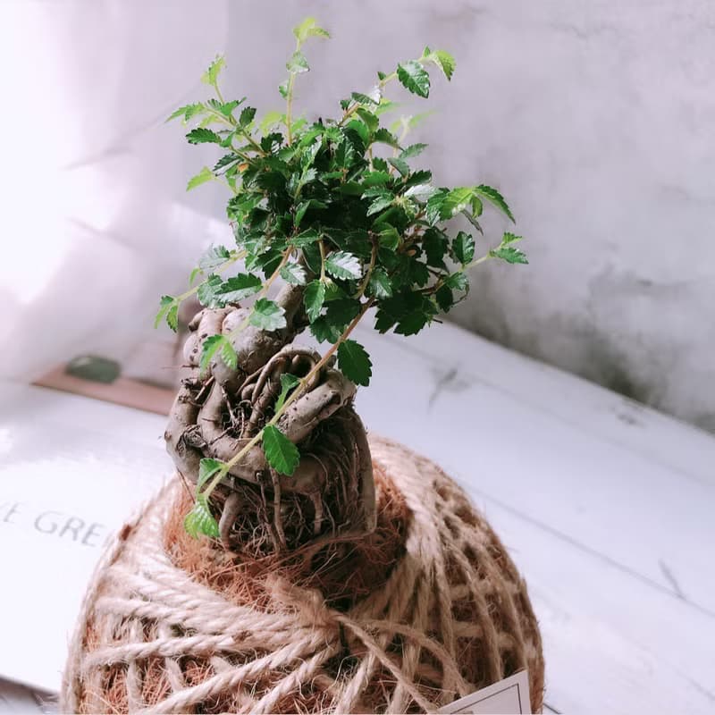 苔球 榆樹 植栽