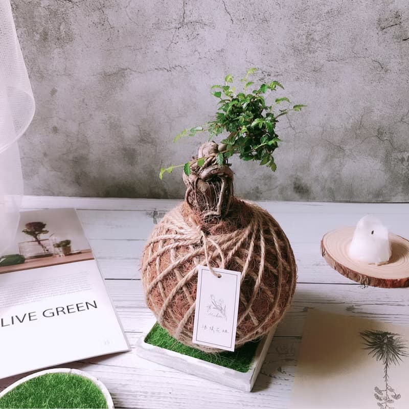 苔球 榆樹 植栽