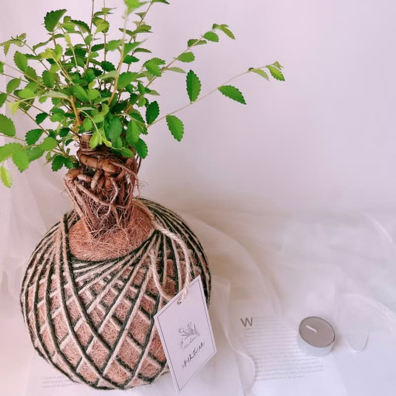 苔球 榆樹 植栽