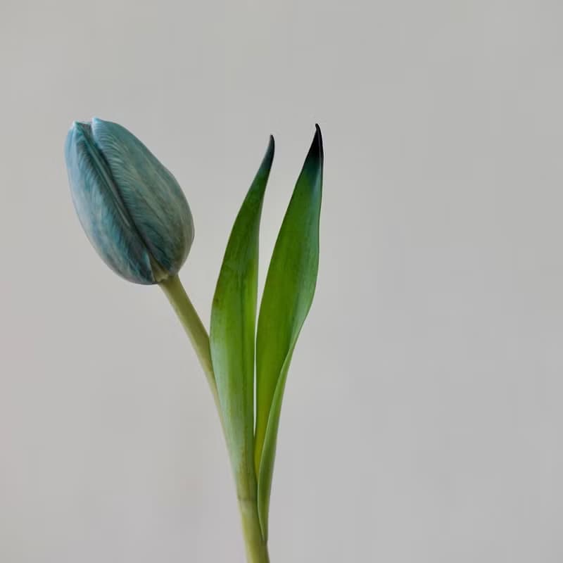 鬱金香花束 七夕 情人節花束 韓式花束  生日花束 女友禮物