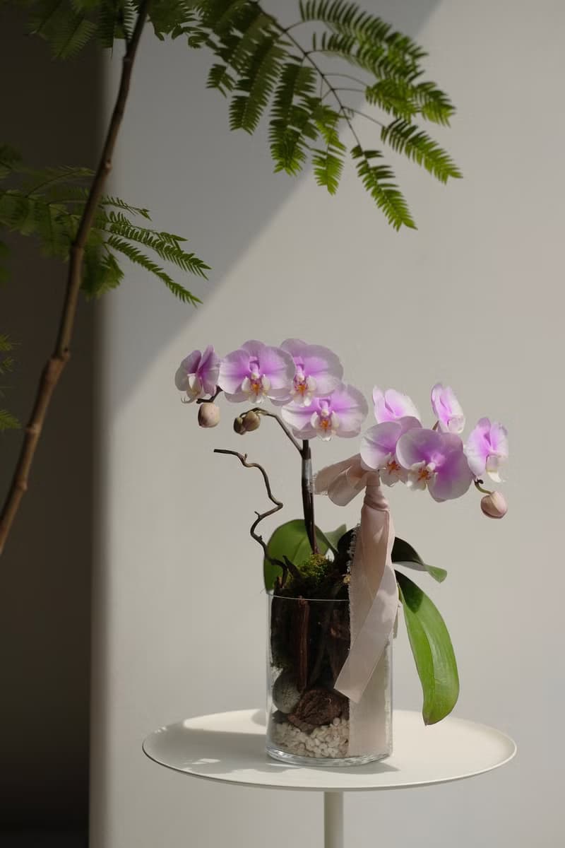 開幕花  開幕盆栽 蘭花盆栽  開幕花禮 辦公室盆栽  開幕禮物