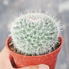 【荳荳多肉】【玉翁】喬遷│送禮│升遷│多肉植物