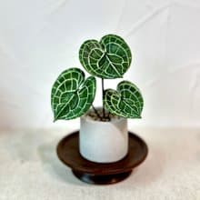 圓葉花燭－手工革製小盆栽  送禮