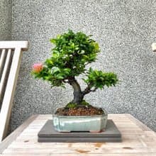 小品盆栽-粉紅仙丹 盆景 送禮