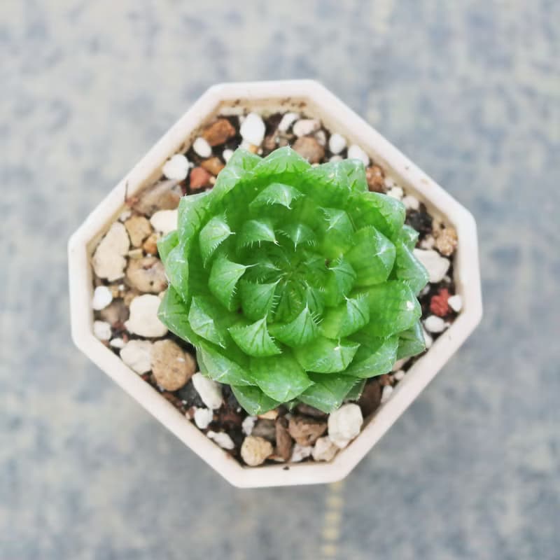 【荳荳多肉】【櫻水晶(小)】喬遷│送禮│升遷│多肉植物