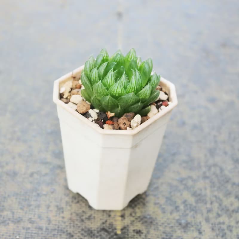 【荳荳多肉】【櫻水晶(小)】喬遷│送禮│升遷│多肉植物