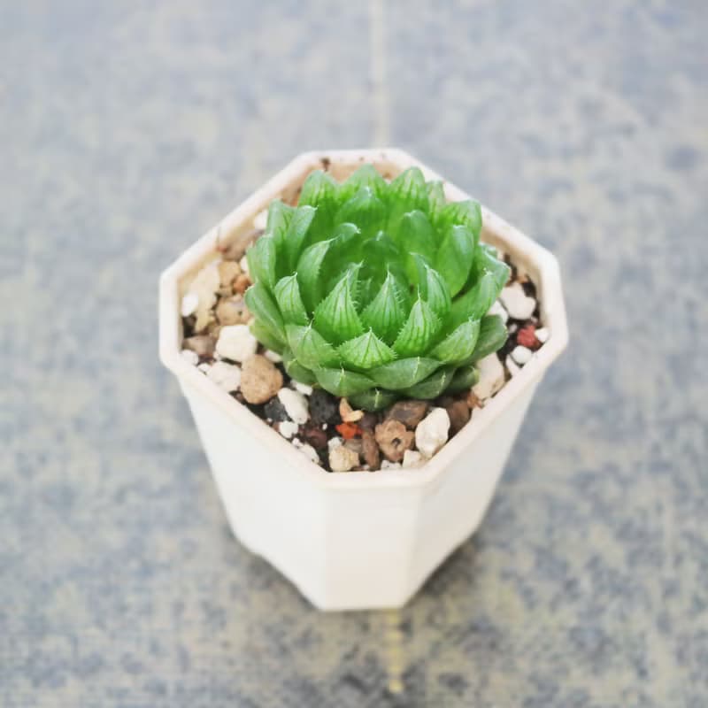 【荳荳多肉】【櫻水晶(小)】喬遷│送禮│升遷│多肉植物