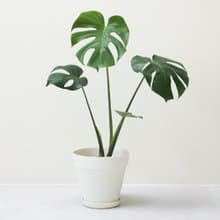 Monstera 龜背竹大型室內植栽_荷蘭設計極簡霧面盆