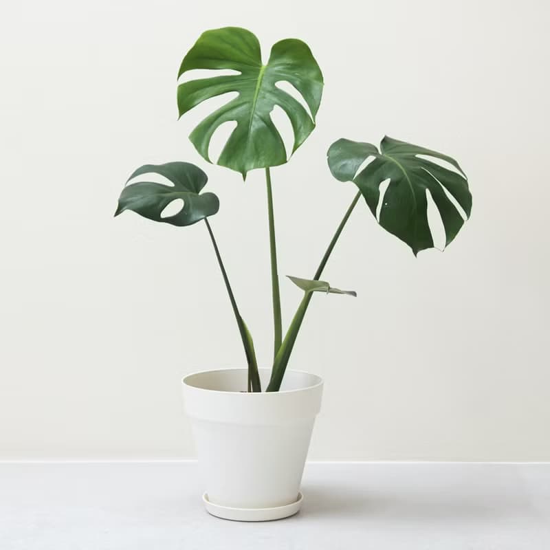 Monstera 龜背竹大型室內植栽_荷蘭設計極簡霧面盆