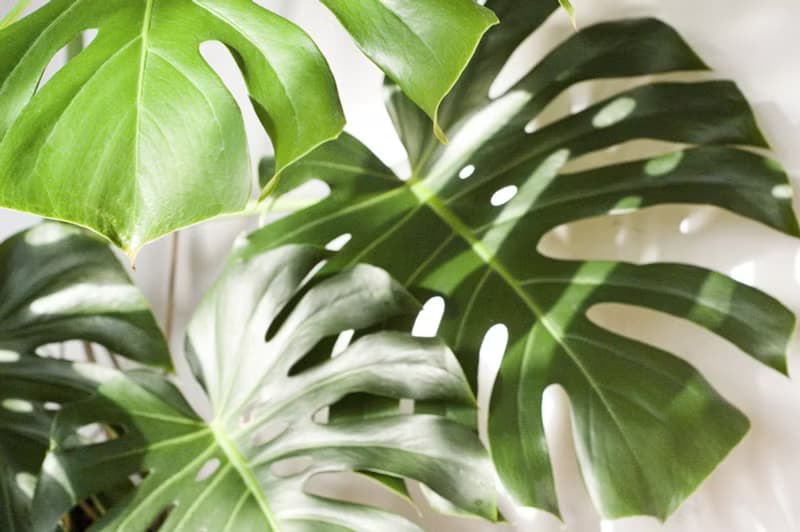 Monstera 龜背竹大型室內植栽_荷蘭設計極簡霧面盆