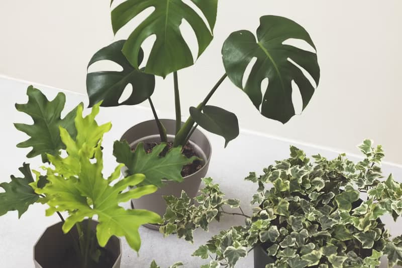 Monstera 龜背竹大型室內植栽_荷蘭設計極簡霧面盆