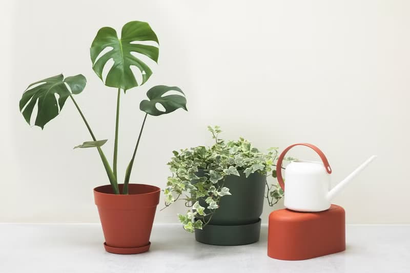 Monstera 龜背竹大型室內植栽_荷蘭設計極簡霧面盆