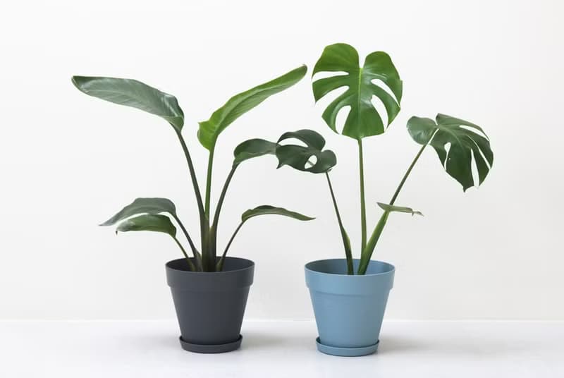 Monstera 龜背竹大型室內植栽_荷蘭設計極簡霧面盆