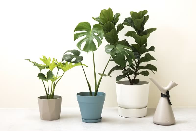 Monstera 龜背竹大型室內植栽_荷蘭設計極簡霧面盆
