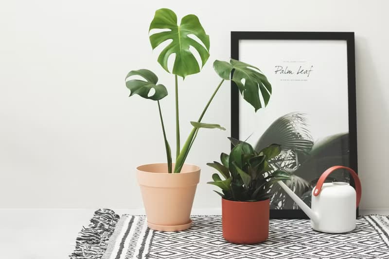 Monstera 龜背竹大型室內植栽_荷蘭設計極簡霧面盆