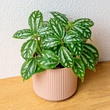 冷水花 莫蘭迪色系直紋陶盆 室內植物 觀葉植物 禮物 盆栽 交換禮