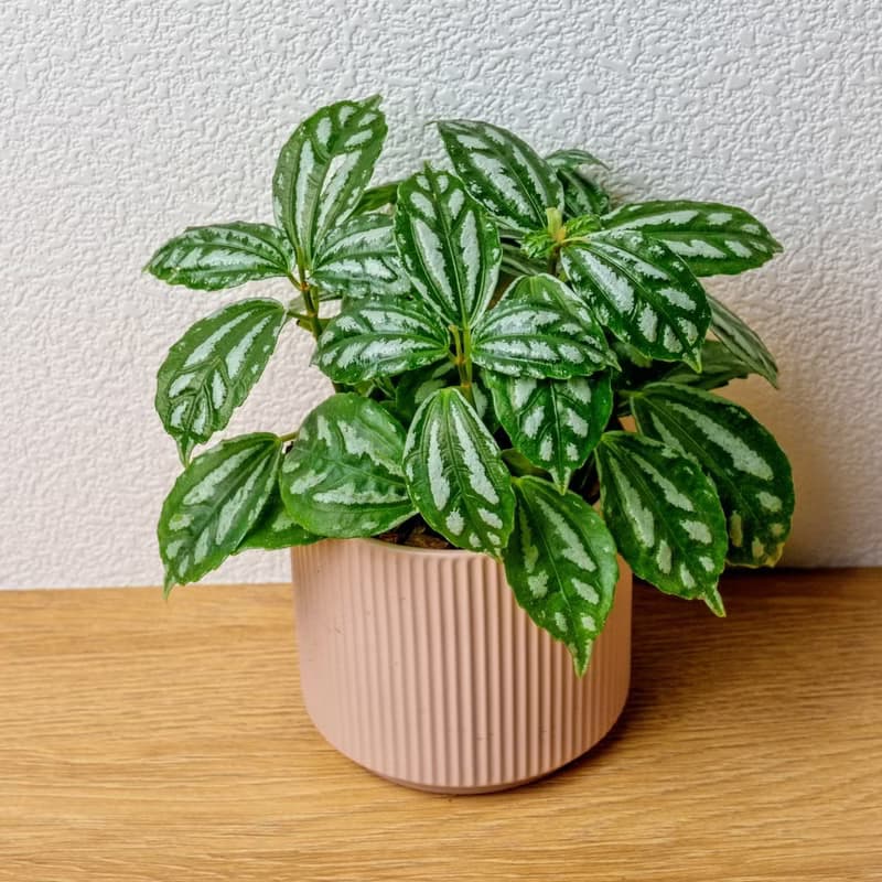 冷水花 莫蘭迪色系直紋陶盆 室內植物 觀葉植物 禮物 盆栽 交換禮