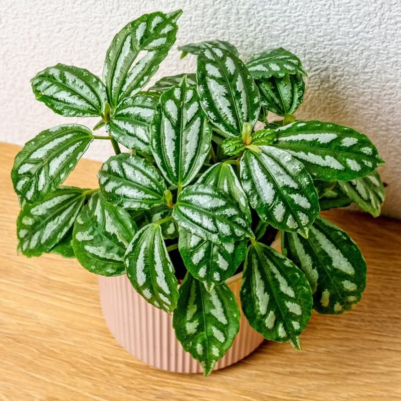 冷水花 莫蘭迪色系直紋陶盆 室內植物 觀葉植物 禮物 盆栽 交換禮