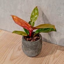 紅帝王蔓綠絨 桌上型水泥盆栽 觀葉植物 禮物 盆栽 交換禮物 植物