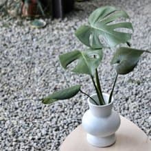 水培植栽│龜背芋_室內植物 辦公室盆栽  店內擺設