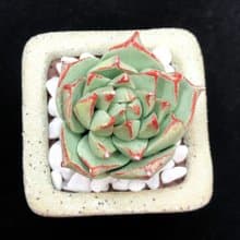 黏土多肉植物 — 花月夜Echeveria Purelinze