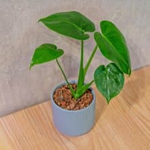 龜背芋 莫蘭迪色系直紋陶盆 室內植物 觀葉植物 禮物 盆栽