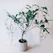 玉蝶花