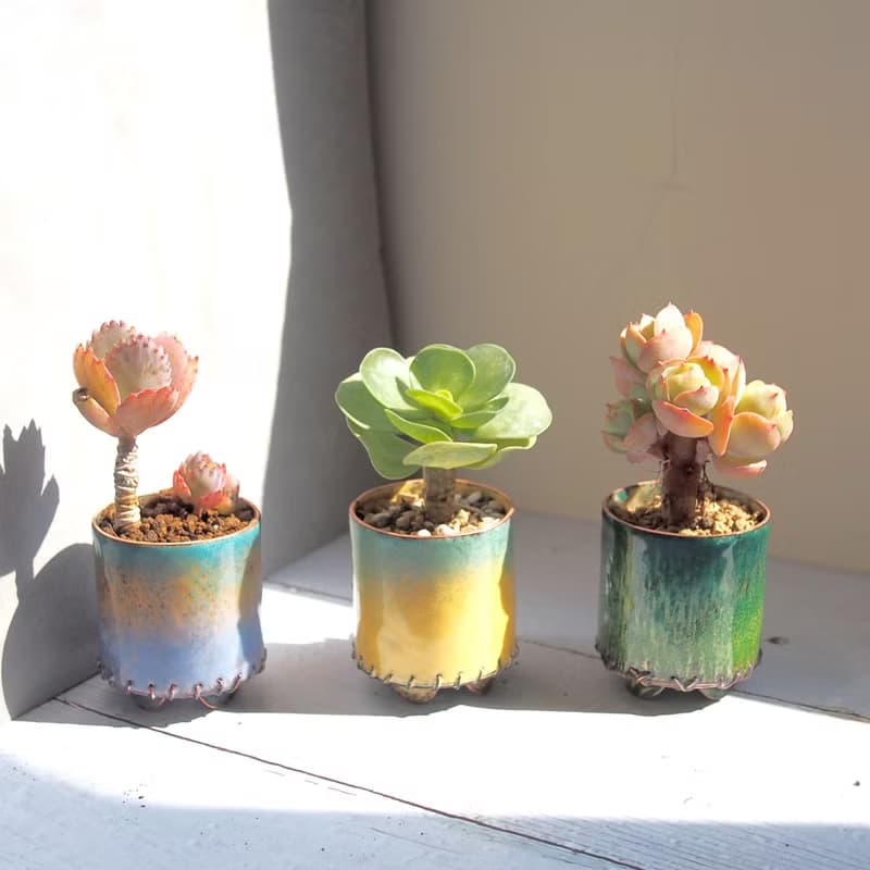 Mini Plant in Periwinkle琺瑯植栽系列-晨曦 │蕾絲公主