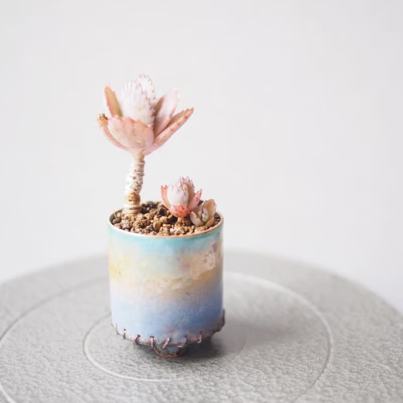 Mini Plant in Periwinkle琺瑯植栽系列-晨曦 │蕾絲公主